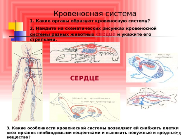 Впервые кровеносная система появляется у. Особенности кровеносной системы. Какие органы образуют кровеносную систему у животных. Характеристика кровеносной системы. Какие особенности имеет кровеносная система.