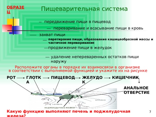 Передвижение и питание. Биологический термин о передвигаются для пищи.