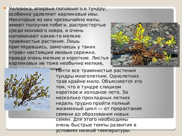 Человека, впервые попавшего в тундру, особенно удивляют карликовые ивы. Некоторые из них чрезвычайно малы, имеют ползучие побеги, распростертые среди мохового ковра, и очень напоминают какие-то мелкие травянистые растения. Лишь приглядевшись, замечаешь у таких «трав» настоящие ивовые сережки, правда очень мелкие и короткие. Листья карликовых ив тоже необычно мелкие, для нас непривычные.   Почти все травянистые растения тундры многолетние. Однолетних трав крайне мало. Объясняется это тем, что в тундре слишком короткое и холодное лето. За несколько прохладных летних недель трудно пройти полный жизненный цикл — от прорастания семени до образования новых семян. Для этого необходимы очень быстрые темпы развития в условиях низкой температуры. 