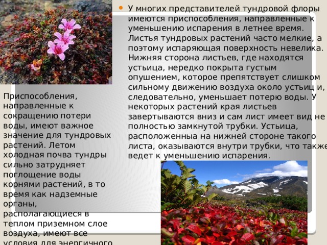 У многих представителей тундровой флоры имеются приспособления, направленные к уменьшению испарения в летнее время. Листья тундровых растений часто мелкие, а поэтому испаряющая поверхность невелика. Нижняя сторона листьев, где находятся устьица, нередко покрыта густым опушением, которое препятствует слишком сильному движению воздуха около устьиц и, следовательно, уменьшает потерю воды. У некоторых растений края листьев завертываются вниз и сам лист имеет вид не полностью замкнутой трубки. Устьица, расположенныа на нижней стороне такого листа, оказываются внутри трубки, что также ведет к уменьшению испарения.   Приспособления, направленные к сокращению потери воды, имеют важное значение для тундровых растений. Летом холодная почва тундры сильно затрудняет поглощение воды корнями растений, в то время как надземные органы, располагающиеся в теплом приземном слое воздуха, имеют все условия для энергичного испарения. 