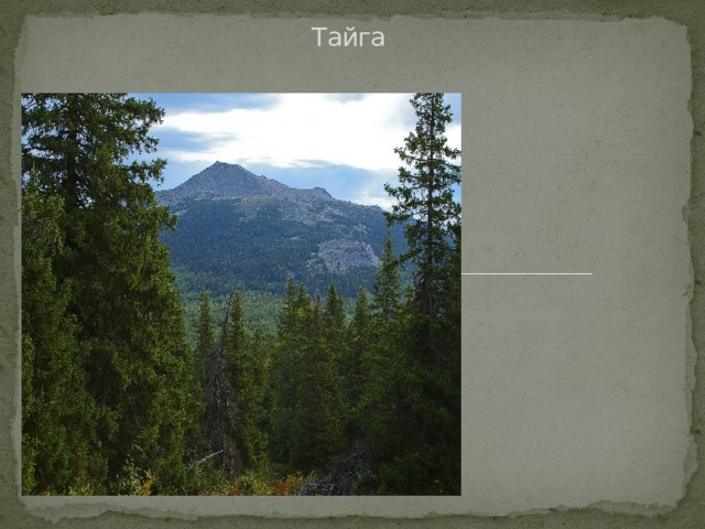 Тайга 