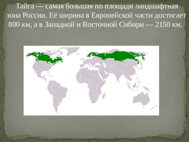  Тайга — самая большая по площади ландшафтная зона России. Её ширина в Европейской части достигает 800 км, а в Западной и Восточной Сибири — 2150 км. 