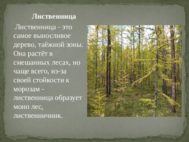  Лиственница  Лиственница - это самое выносливое дерево, таёжной зоны. Она растёт в смешанных лесах, но чаще всего, из-за своей стойкости к морозам - лиственница образует моно лес, лиственничник.   