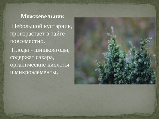  Можжевельник  Небольшой кустарник, произрастает в тайге повсеместно.  Плоды - шишкоягоды, содержат сахара, органические кислоты и микроэлементы. 