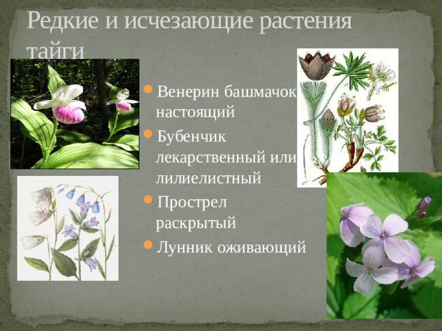 Редкие и исчезающие растения тайги Венерин башмачок настоящий Бубенчик лекарственный или лилиелистный Прострел раскрытый Лунник оживающий 