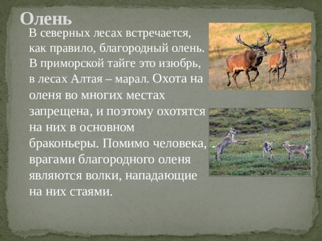  В северных лесах встречается, как правило, благородный олень. В приморской тайге это изюбрь, в лесах Алтая – марал.  Охота на оленя во многих местах запрещена, и поэтому охотятся на них в основном браконьеры. Помимо человека, врагами благородного оленя являются волки, нападающие на них стаями. Олень   