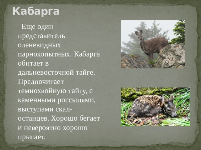 Кабарга    Еще один представитель оленевидных парнокопытных. Кабарга обитает в дальневосточной тайге. Предпочитает темнохвойную тайгу, с каменными россыпями, выступами скал-останцев. Хорошо бегает и невероятно хорошо прыгает.  