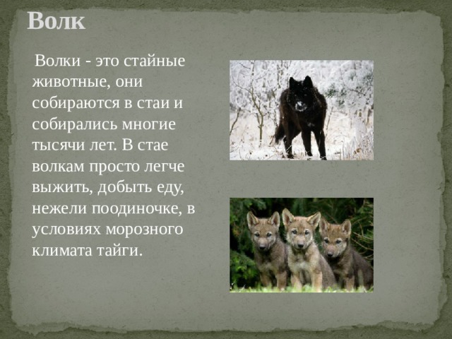 Волк     Волки - это стайные животные, они собираются в стаи и собирались многие тысячи лет. В стае волкам просто легче выжить, добыть еду, нежели поодиночке, в условиях морозного климата тайги. 