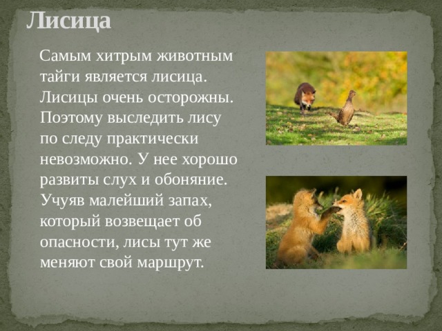 Лисица    Самым хитрым животным тайги является лисица. Лисицы очень осторожны. Поэтому выследить лису по следу практически невозможно. У нее хорошо развиты слух и обоняние. Учуяв малейший запах, который возвещает об опасности, лисы тут же меняют свой маршрут. 