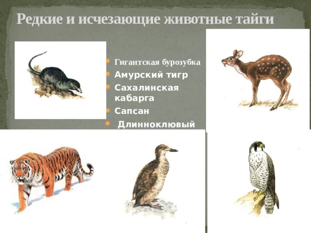 Редкие и исчезающие животные тайги Гигантская бурозубка Амурский тигр Сахалинская кабарга Сапсан   Длинноклювый пыжик  