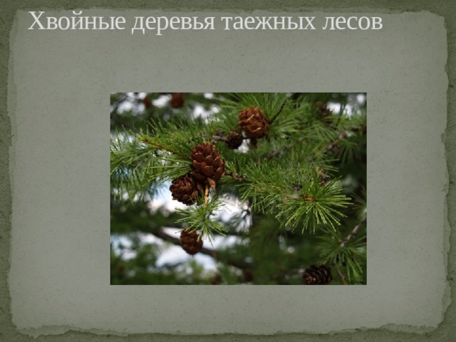 Хвойные деревья таежных лесов   