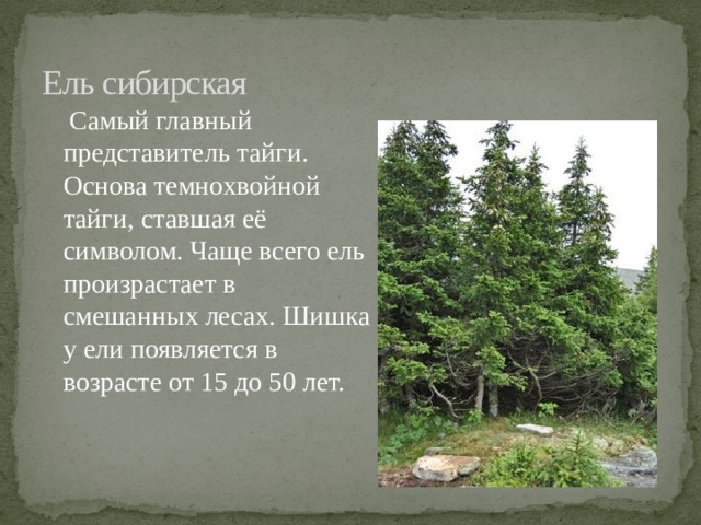 Ель сибирская  Самый главный представитель тайги. Основа темнохвойной тайги, ставшая её символом. Чаще всего ель произрастает в смешанных лесах. Шишка у ели появляется в возрасте от 15 до 50 лет.  