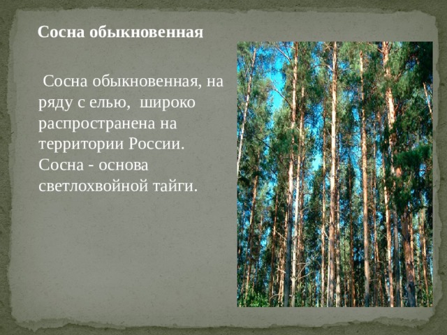  Сосна обыкновенная   Сосна обыкновенная, на ряду с елью,  широко распространена на территории России. Сосна - основа светлохвойной тайги. 