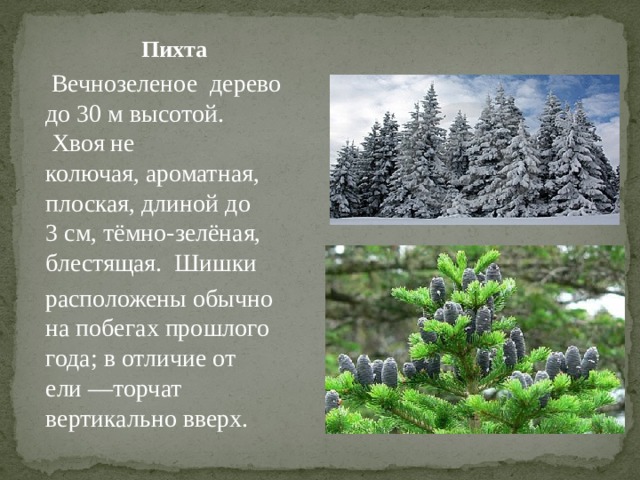  Пихта  Вечнозеленое  дерево до 30 м высотой.  Хвоя не колючая, ароматная, плоская, длиной до 3 см, тёмно-зелёная, блестящая.  Шишки   расположены обычно на побегах прошлого года; в отличие от ели —торчат вертикально вверх.  