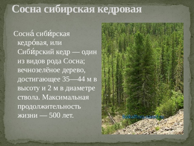 Сосна сибирская кедровая    Сосна́ сиби́рская кедро́вая, или Сиби́рский кедр — один из видов рода Сосна; вечнозелёное дерево, достигающее 35—44 м в высоту и 2 м в диаметре ствола. Максимальная продолжительность жизни — 500 лет. 