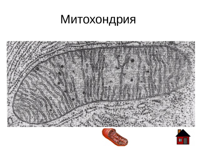 Митохондрия под электронным микроскопом