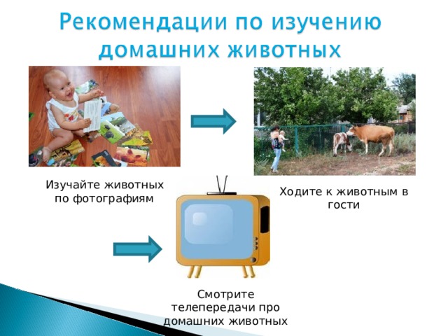 Изучайте животных по фотографиям Ходите к животным в гости Смотрите телепередачи про домашних животных 