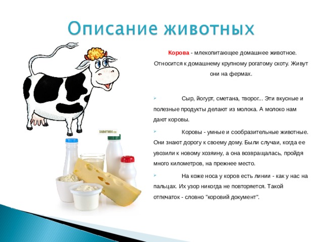  Корова - млекопитающее домашнее животное. Относится к домашнему крупному рогатому скоту. Живут они на фермах.  Сыр, йогурт, сметана, творог... Эти вкусные и полезные продукты делают из молока. А молоко нам дают коровы.  Коровы - умные и сообразительные животные. Они знают дорогу к своему дому. Были случаи, когда ее увозили к новому хозяину, а она возвращалась, пройдя много километров, на прежнее место.  На коже носа у коров есть линии - как у нас на пальцах. Их узор никогда не повторяется. Такой отпечаток - словно 