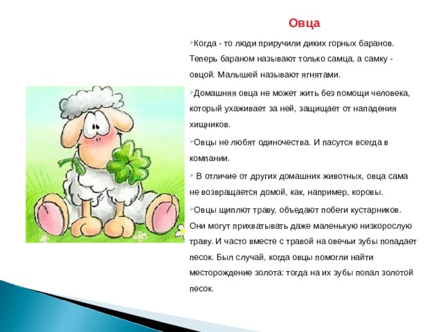 Овца Когда - то люди приручили диких горных баранов. Теперь бараном называют только самца, а самку - овцой. Малышей называют ягнятами. Домашняя овца не может жить без помощи человека, который ухаживает за ней, защищает от нападения хищников.  Овцы не любят одиночества. И пасутся всегда в компании.   В отличие от других домашних животных, овца сама не возвращается домой, как, например, коровы.  Овцы щиплют траву, объедают побеги кустарников. Они могут прихватывать даже маленькую низкорослую траву. И часто вместе с травой на овечьи зубы попадает песок. Был случай, когда овцы помогли найти месторождение золота: тогда на их зубы попал золотой песок. 