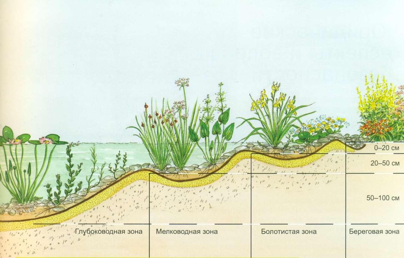 Глубина пруда. Схема посадки водных растений. Биоценоз пресного водоема. Зоны водоема. Ярусы водоема.