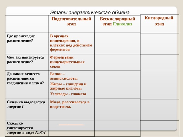 Подготовительный этап энергетического обмена происходит в