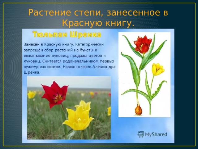 Растение степи, занесенное в Красную книгу. Растение степи, занесенное в красную книгу.  