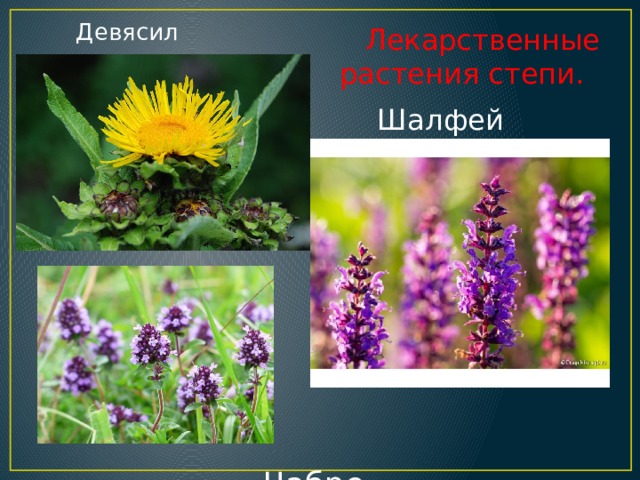  Девясил  Лекарственные растения степи. Шалфей   Чабрец  