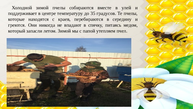 Холодной зимой пчелы собираются вместе в улей и поддерживает в центре температуру до 35 градусов. Те пчелы, которые находятся с краев, перебираются в середину и греются. Они никогда не впадают в спячку, питаясь медом, который запасли летом. Зимой мы с папой утепляем пчел. 