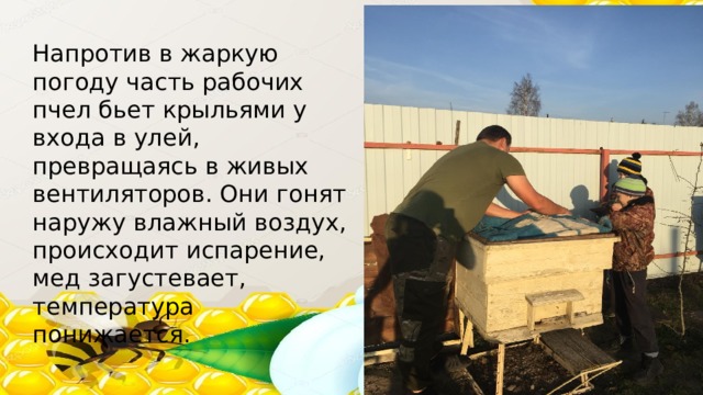 Напротив в жаркую погоду часть рабочих пчел бьет крыльями у входа в улей, превращаясь в живых вентиляторов. Они гонят наружу влажный воздух, происходит испарение, мед загустевает, температура понижается. 