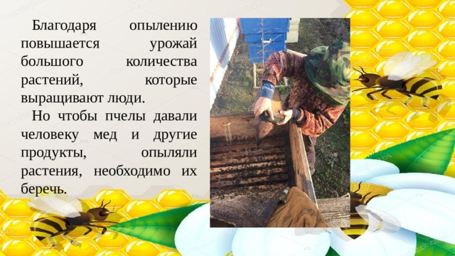Благодаря опылению повышается урожай большого количества растений, которые выращивают люди. Но чтобы пчелы давали человеку мед и другие продукты, опыляли растения, необходимо их беречь. 