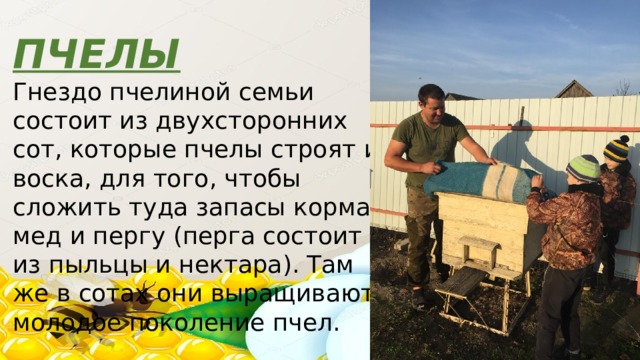  ПЧЕЛЫ Гнездо пчелиной семьи состоит из двухсторонних сот, которые пчелы строят из воска, для того, чтобы сложить туда запасы корма, мед и пергу (перга состоит из пыльцы и нектара). Там же в сотах они выращивают молодое поколение пчел.  
