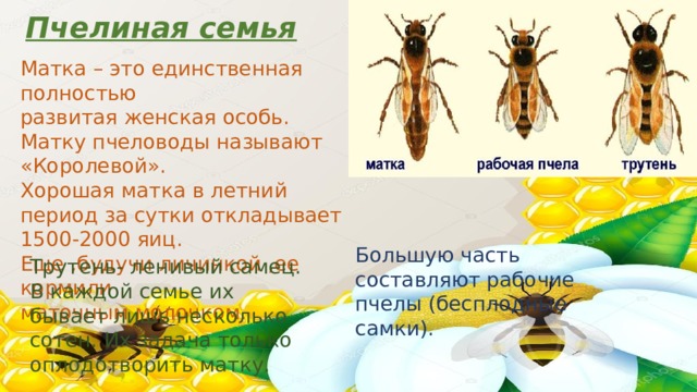 Пчелиная семья Матка – это единственная полностью развитая женская особь. Матку пчеловоды называют «Королевой». Хорошая матка в летний период за сутки откладывает 1500-2000 яиц. Еще ,будучи личинкой ,ее кормили маточным молочком.  Большую часть составляют рабочие пчелы (бесплодные самки). Трутень- ленивый самец. В каждой семье их бывает лишь несколько сотен. Их задача только оплодотворить матку. 