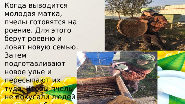 Когда выводится молодая матка, пчелы готовятся на роение. Для этого берут роевню и ловят новую семью. Затем подготавливают новое улье и пересыпают их туда. Чтобы пчелы не покусали людей и у них не было стресса используют дымарь. 