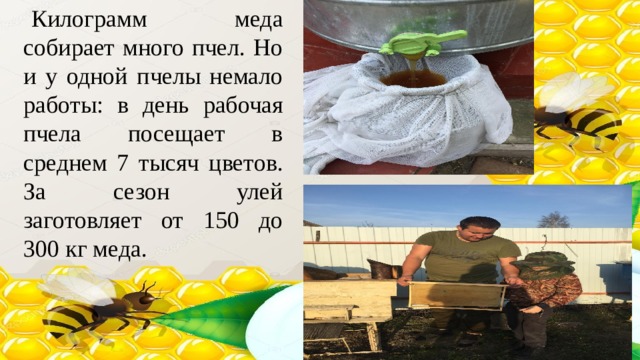 Килограмм меда собирает много пчел. Но и у одной пчелы немало работы: в день рабочая пчела посещает в среднем 7 тысяч цветов. За сезон улей заготовляет от 150 до 300 кг меда. 
