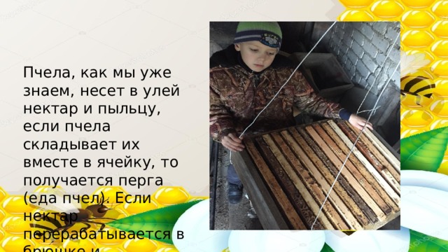  Пчела, как мы уже знаем, несет в улей нектар и пыльцу, если пчела складывает их вместе в ячейку, то получается перга (еда пчел). Если нектар перерабатывается в брюшке и складывается отдельно, получается мед. 