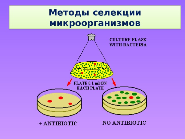 Методы селекции микроорганизмов 