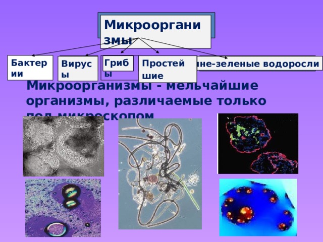 Микроорганизмы  Бактерии  Грибы  Простейшие  Сине-зеленые водоросли Вирусы  Микроорганизмы - мельчайшие организмы, различаемые только под микроскопом 