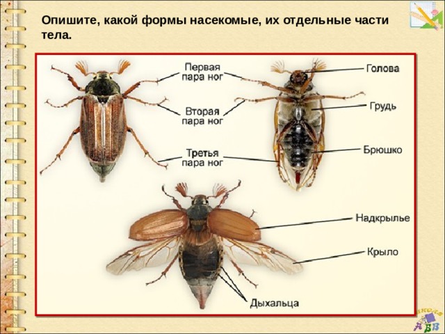 Prezentaciya Nasekomye Izgotovlenie Podelki Iz Raznyh Materialov