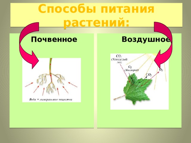 Презентация на тему почвенное питание растений