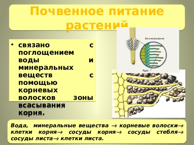 Тест по теме минеральное питание. Почвенное питание растений. Минеральное почвенное питание растений. Поглощение корнями воды и Минеральных веществ. Минеральное питание растений корневые волоски.