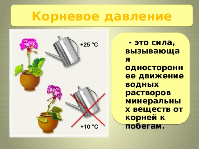 Корневое давление  - это сила, вызывающая одностороннее движение водных растворов минеральных веществ от корней к побегам. 