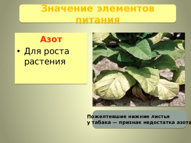 Значение элементов питания Азот Для роста растения Пожелтевшие нижние листья у табака — признак недостатка азота 