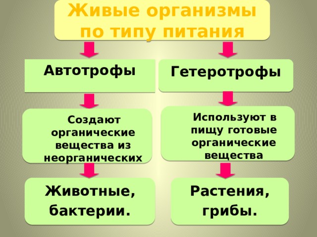 Живые организмы  по типу питания Гетеротрофы Автотрофы  Используют в пищу готовые органические вещества  Создают органические вещества из неорганических Животные, Растения, бактерии. грибы. 