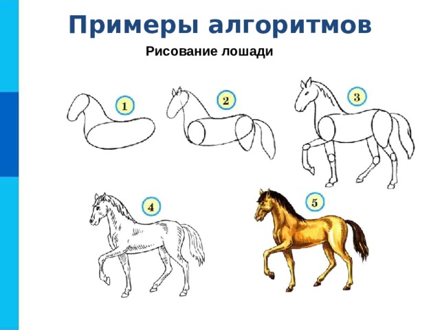 Примеры алгоритмов Рисование лошади  