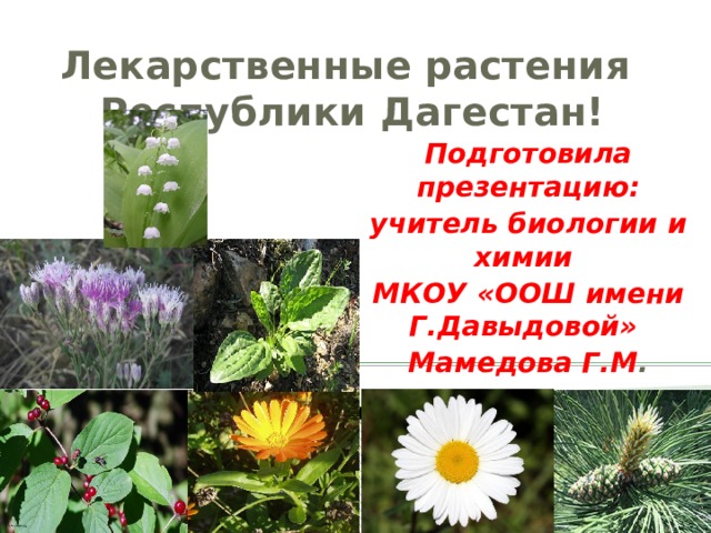 Лекарственные растения дагестана фото и названия