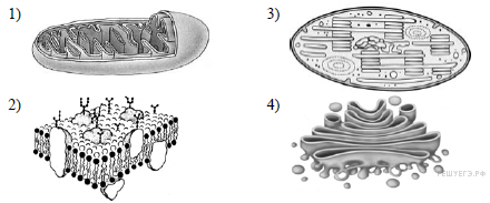 Рисунки клеток егэ биология