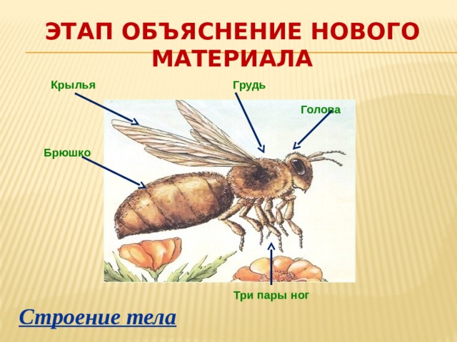 Этап объяснение нового материала Крылья Грудь Голова Брюшко Три пары ног Строение тела 