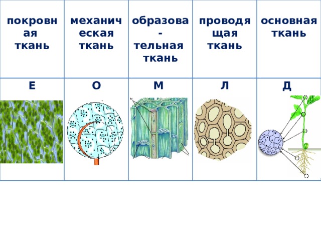 Запишите ткани растений