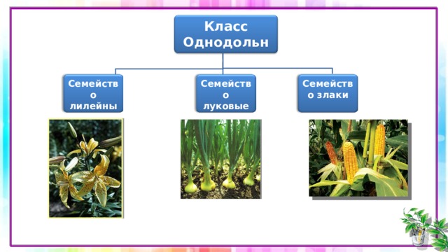 Класс однодольные семейство лилейные 6 класс презентация