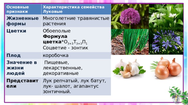 Основные признаки Жизненные формы Характеристика семейства Луковые Многолетние травянистые растения Цветки Обоеполые Формула цветка *О 3+3 Т 3+3 П 1 Соцветие - зонтик Плод коробочка Значение в жизни людей  Пищевые, лекарственные, декоративные Представители  Лук репчатый, лук батут, лук- шалот, агапантус зонтичный. 